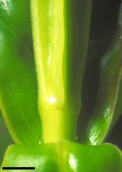 Veronica ligustrifolia. Leaf bud with no sinus. Scale = 1 mm.
 Image: W.M. Malcolm © Te Papa CC-BY-NC 3.0 NZ